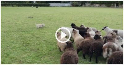 Clip: Bị đàn cừu truy đuổi, chó con cúp đuôi bỏ chạy