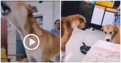 Clip: Chú chó ‘dương đông kích tây’ để cướp cơm của bạn