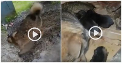 Video: Chó mẹ hoảng hốt đào đất cứu 3 con mắc kẹt trong hang ngập nước