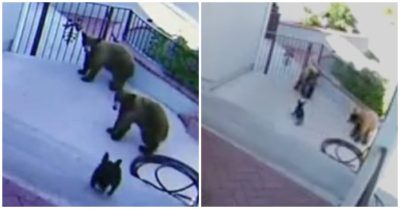 Video: Chó tí hon lùa 2 ‘gã khổng lồ’ chạy thục mạng