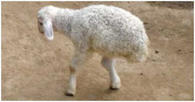 Kỳ lạ: Chú cừu chỉ có hai chân