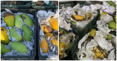 Chờ thông quan lâu, xoài thối hỏng hàng loạt khi sang đến Trung Quốc