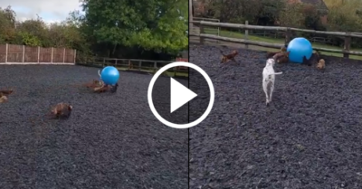 Video: Đàn cún con chạy khắp sân theo quả bóng