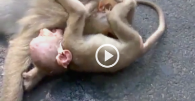 Clip: Khỉ con gào khóc, ôm chặt mẹ bị xe hơi đâm