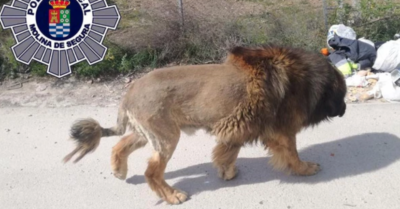 Người dân báo có sư tử “dạo phố”, cảnh sát bất ngờ khi thấy ‘thủ phạm’