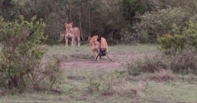 Clip: Sư tử cái ngang nhiên đánh cắp máy ảnh 10 nghìn đôla