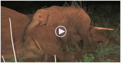 Clip: Voi con nằm bên cạnh xác mẹ cả đêm không chịu rời