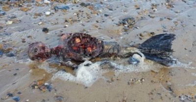 Clip: Phát hiện xác ‘người cá’ dạt vào bờ biển nước Anh