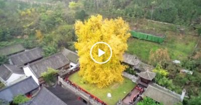 Clip: Bạch quả 1.400 năm tuổi ngả màu vàng rực