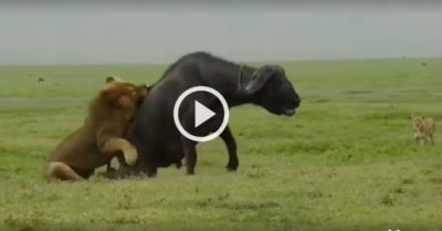 Video: Sư tử đực đơn độc đoạt mạng trâu rừng 800kg để giúp sư tử cái