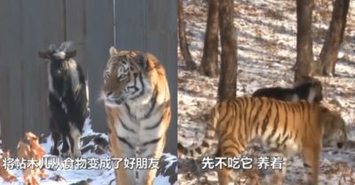 Video: Thả dê vào chuồng giúp hổ ‘cải thiện bữa ăn’ nhưng cả hai đã trở thành bạn