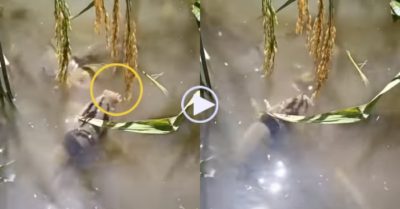 Video: Đàn cá tụ tập ‘bứt’ lúa chín để ăn