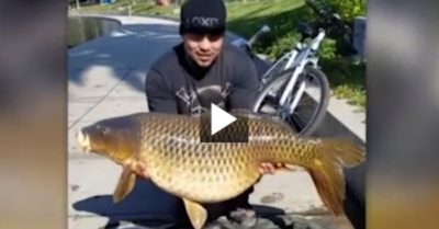 Video: Cần thủ run rẩy khi câu được cá chép khổng lồ trong công viên