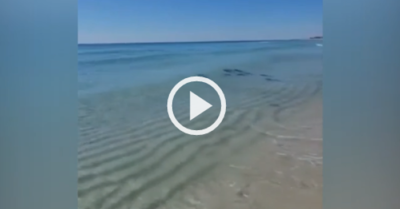 Video: Đàn cá đuối “lạng lách” bơi sát bờ biển