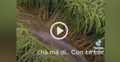 Video: Cá lóc khủng ‘cày’ nát ruộng lúa của nông dân