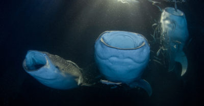 20 con cá mập voi tụ hội kiếm ăn quanh một chiếc thuyền