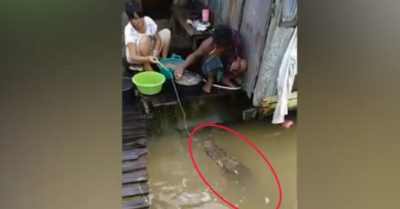 Video: Cá sấu khổng lồ bơi vào tận nhà dân xin thức ăn