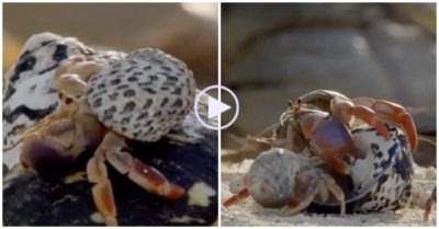 Clip: Cận cảnh cua ẩn sĩ xếp hàng chờ ‘đổi nhà’ đồng loạt