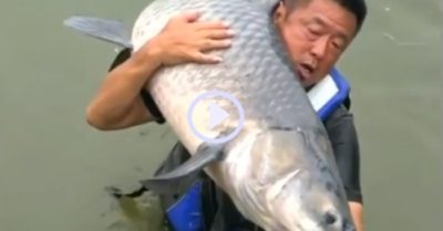 Video: Cần thủ câu được cá trắm đen ‘khủng’ nặng hơn 75 kg