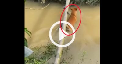 Video: Cún cưng nhảy xuống nước vì không đi được cầu khỉ