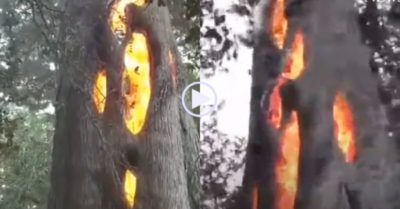 Video: Kỳ quái thân cây bốc cháy đỏ rực bên trong như lửa địa ngục