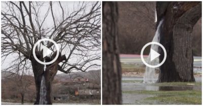 Clip: Cây cổ thụ tự phun nước như thác chảy