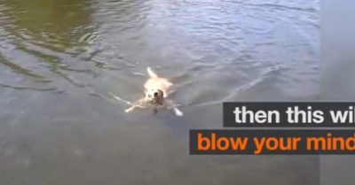 Clip: Chú chó có khả năng bơi ếch kỳ lạ