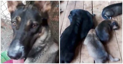 Clip: Chó mẹ 5 mặt con còn đi trộm thêm 2 đứa về nuôi