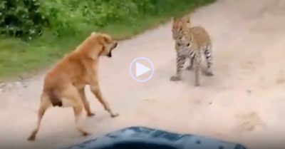 Video: Nhảy ra vồ bất ngờ, báo hoa mai bị chó nhà ‘mắng té tát’