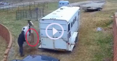 Video: Chó Pitbull no đòn vì trót dại gây sự với ngựa