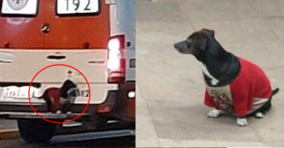 Chú chó nhỏ đòi lên xe cứu thương cùng chủ và ngồi chờ suốt đêm ngoài cửa bệnh viện