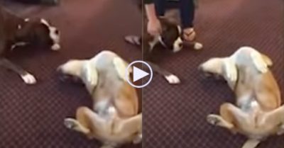 Video: Chú chó giả chết để ‘thử lòng’ bạn