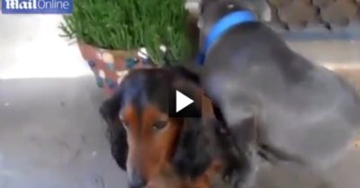 Video: Chú chó pitbull bẽn lẽn giấu mặt vào tường khi bị chủ nhân hỏi tội