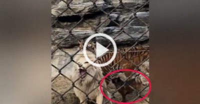 Video: Chú cún nhỏ can ngăn sư tử và hổ đánh nhau