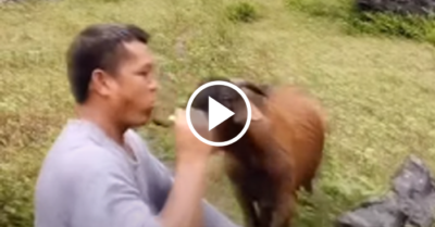 Video: Màn giành bánh vui nhộn của chú dê ham ăn