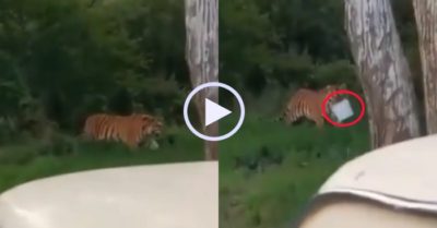 Video: Chú hổ khổng lồ lấy trộm xô cá của cần thủ