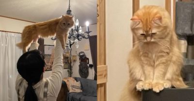 Bị kẹt trong nhà vệ sinh, chú mèo biểu hiện ‘cau mày sắp khóc’