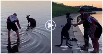 Video: Chuột túi ‘nắm tay’ cảm ơn những người đã cứu sống mình