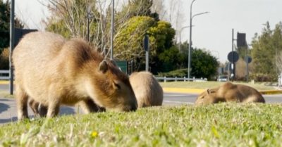 Video: Chuột lang khổng lồ tấn công khu dân cư cao cấp