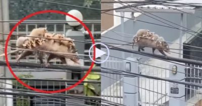 Video: Chuột mẹ cõng cả đàn con đi trên dây điện