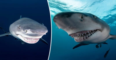 Bộ ảnh hi hữu chụp cá mập đang mỉm cười