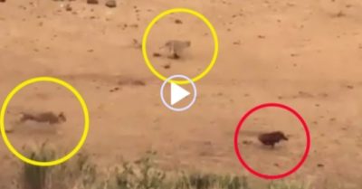 Video: Lợn bướu phi hết tốc lực khiến cả bầy sư tử ‘hụt hơi’