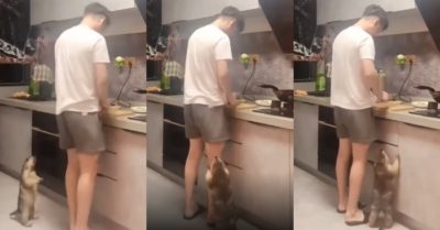 Clip: Con sóc ‘béo ú’ nhảy cẫng lên giục chủ nấu ăn nhanh vì quá đói