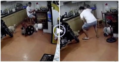 Clip: Cún cưng chơi trò rượt đuổi làm đổ nồi cơm của cậu chủ