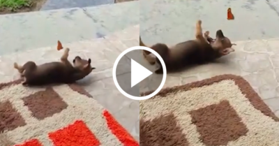 Video: Cún con nằm lăn ra đất chơi đùa thân thiện cùng bướm