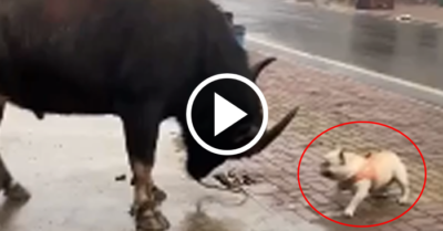 Video: Cún cưng cà khịa đòi húc nhau với trâu