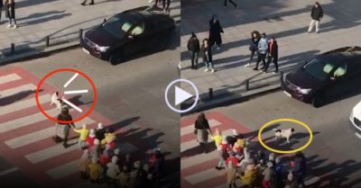 Video: Chú chó ‘hộ tống’ các em nhỏ đi học mỗi ngày