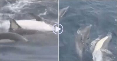 Video: Đàn cá heo kết thành ‘bè’ chở bạn bị tê liệt trên lưng