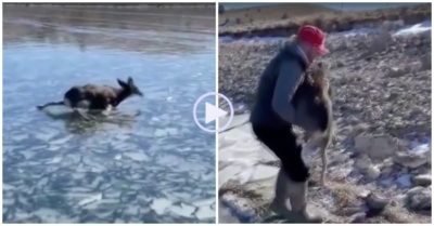 Clip: Giải cứu hươu con kẹt trên mặt hồ đóng băng