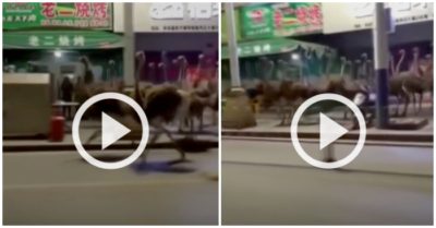 Clip: Gần 100 đà điểu xổng chuồng chạy đua trên phố